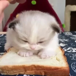 🐱