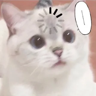 🐱