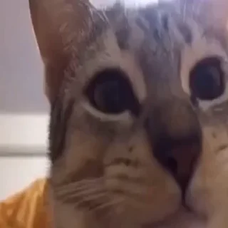 🍴