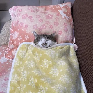 🛌