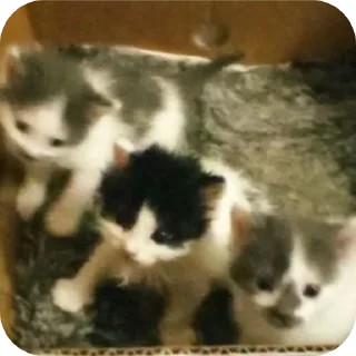 🐱