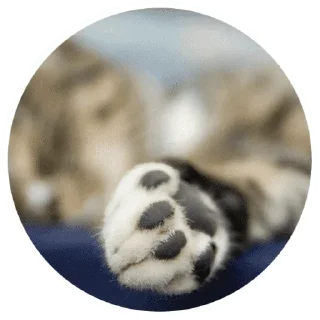 🐱
