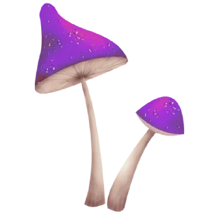 🍄