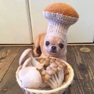 🍄