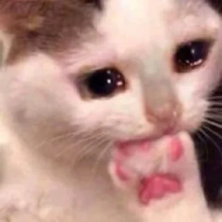 😿