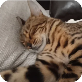 🐱