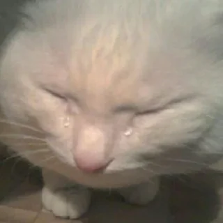 🐈