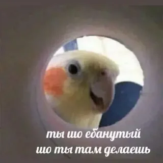 🪟