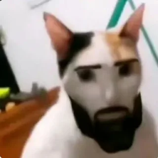 😸