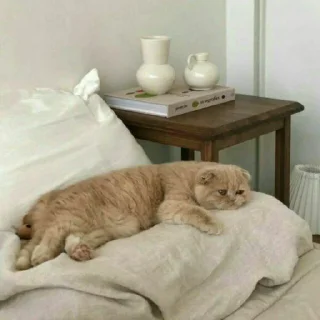 😺