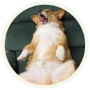 Корги @lennysticker