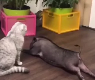 🐷