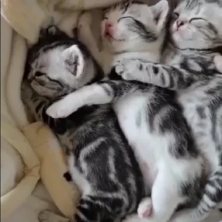 Котятки @SbornikStickers