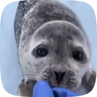🦭