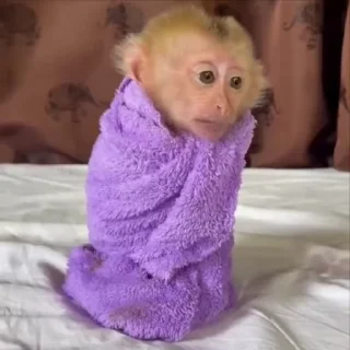 🌟