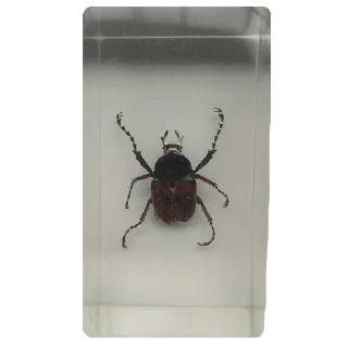 🐞