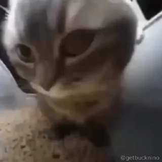 🤪