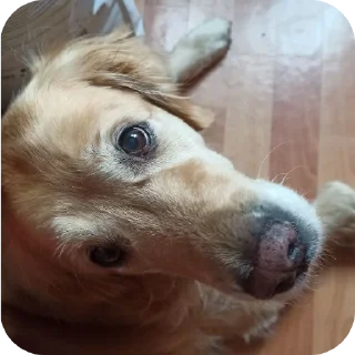 🐶
