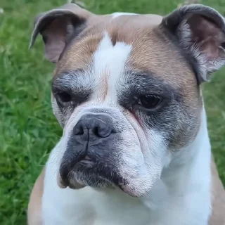 🐶