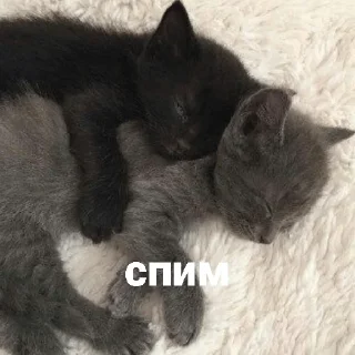 💤