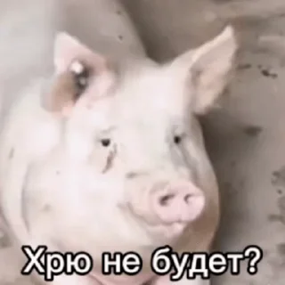 🐽