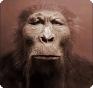 🐵
