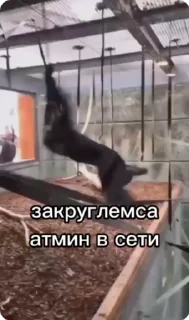 🙈