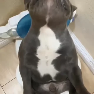 🐶
