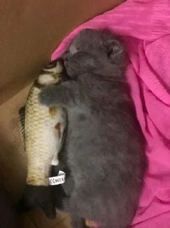 🥺