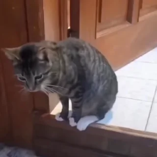 🐈