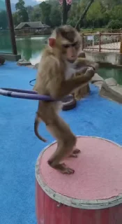 🐵