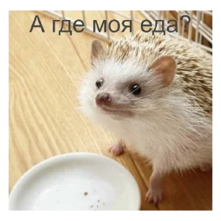 🦔