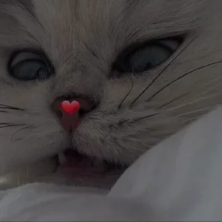 💗