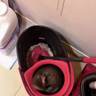 🤩