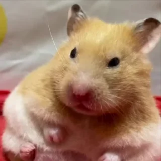 🐹