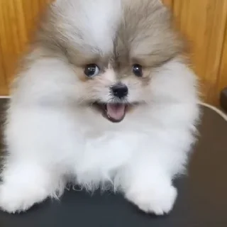 🤩