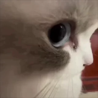 👁