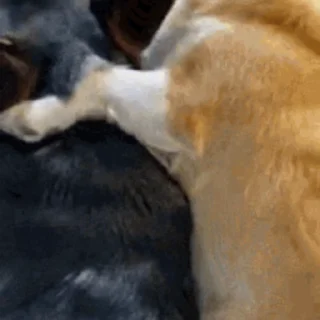 💤