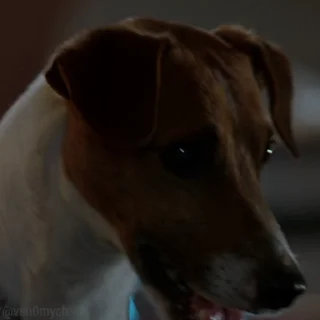🐶