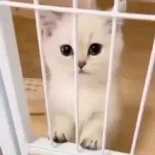 🥺