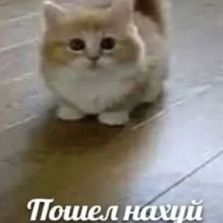 🐱