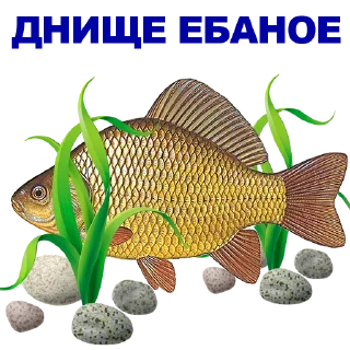 🐠