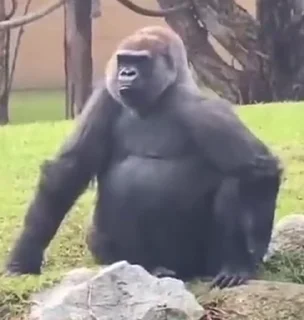 🦍