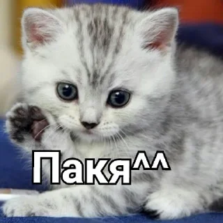 🐈