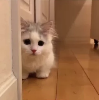 🌟