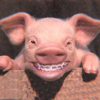 🐽