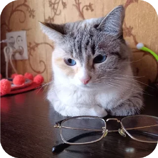 🐱