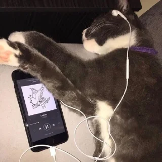 🐈