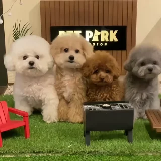 🐶