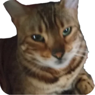 🐱